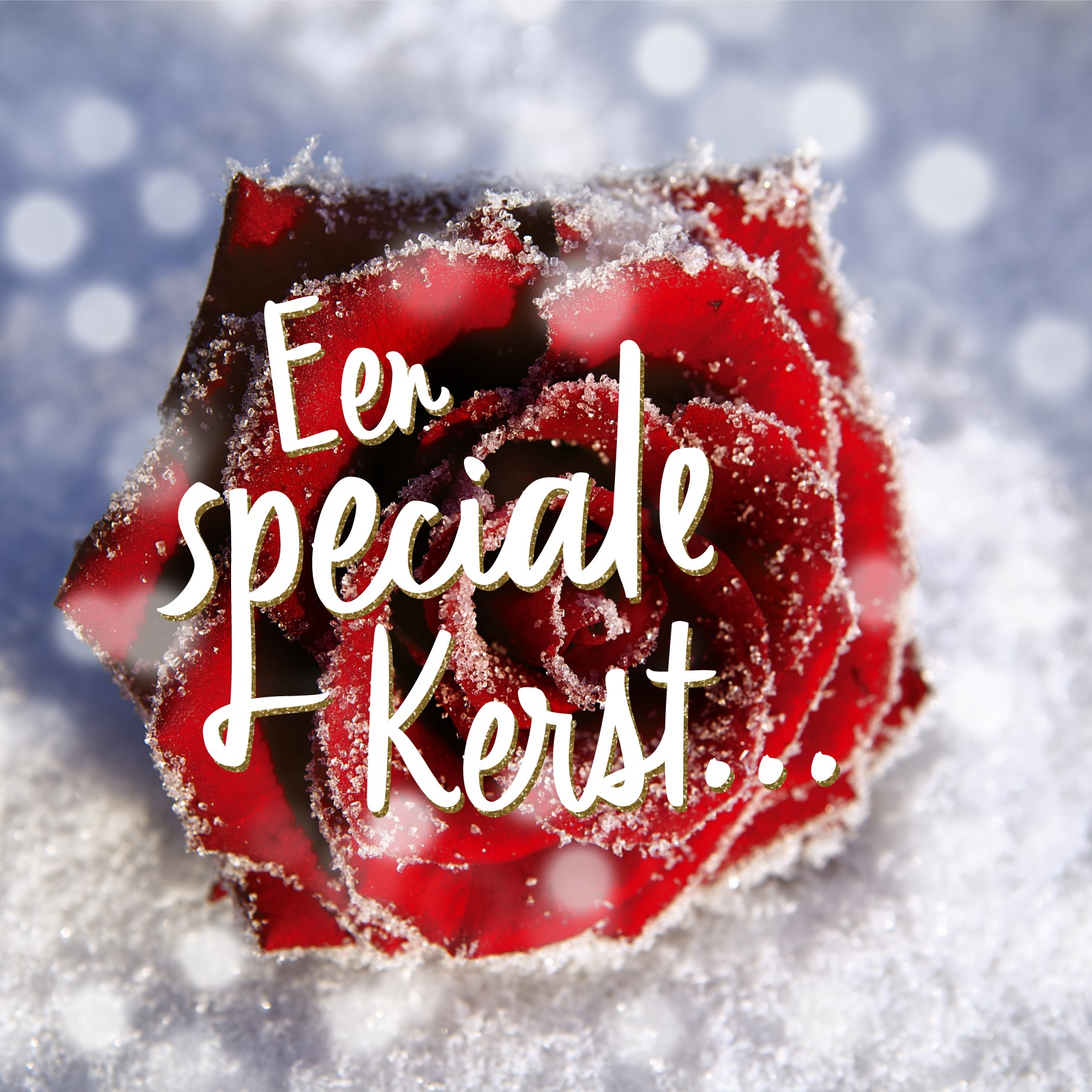 Een special kerst met roos Hallmark